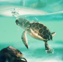 Tortuga . Un proyecto de Desarrollo de software, Fotografía, Cine, vídeo, televisión, Animación, Dirección de arte, Arquitectura de la información, Paisajismo, Diseño de iluminación, Vídeo, VFX, Animación de personajes, Iluminación fotográfica y Modelado 3D de Ro Bot - 12.05.2018